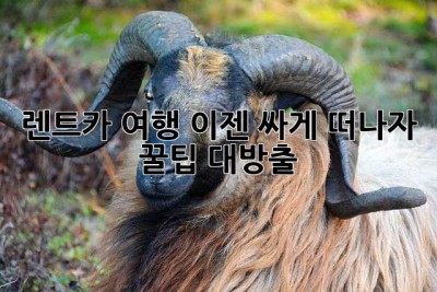 렌트카 여행, 이젠 싸게 떠나자! 꿀팁 대방출 ✨