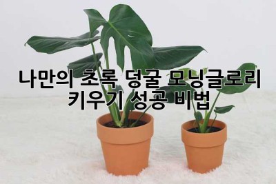 나만의 초록 덩굴, 모닝글로리 키우기 성공 비법!